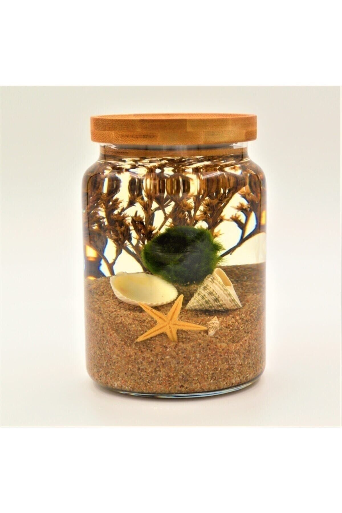 Şans Getiren Marimo Patara