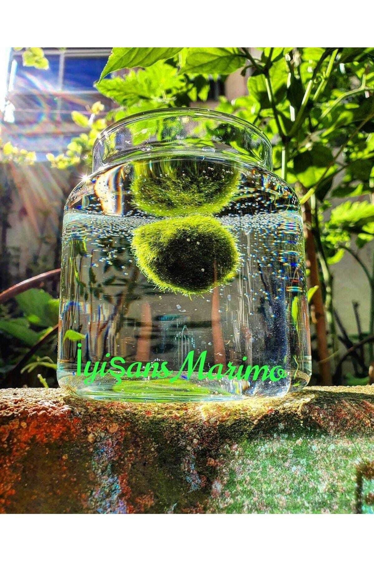 Marimo Baby Şans Yosunu Mossball Büyütmek Ve Çoğaltmak Için 1 Adet (0.5-1CM)