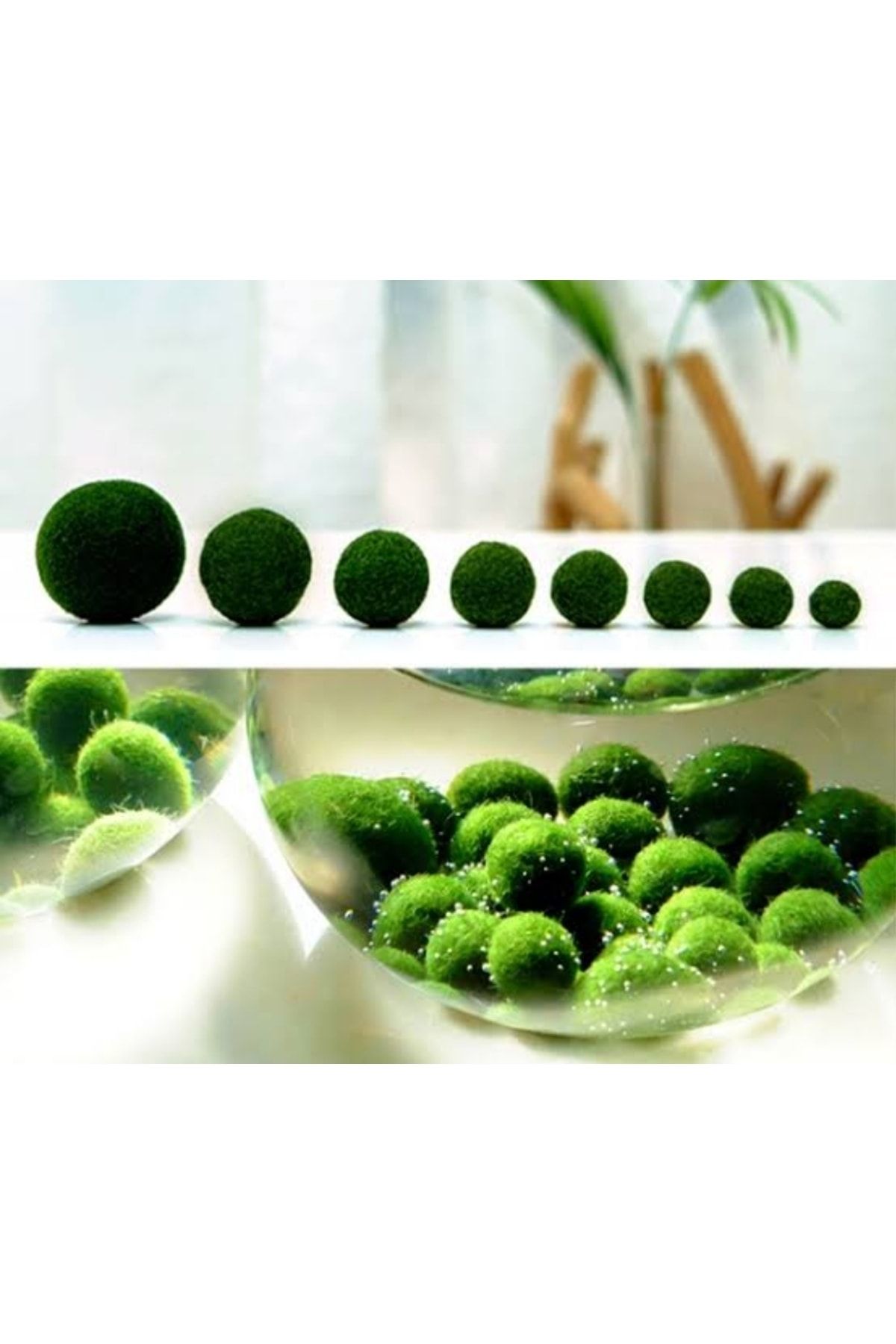 Marimo Mossball Yosun Topu 2-3 Cm